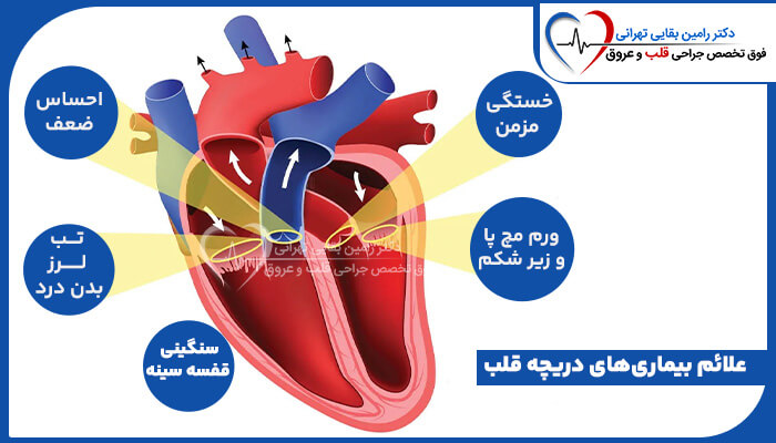 شکل قلب انسان