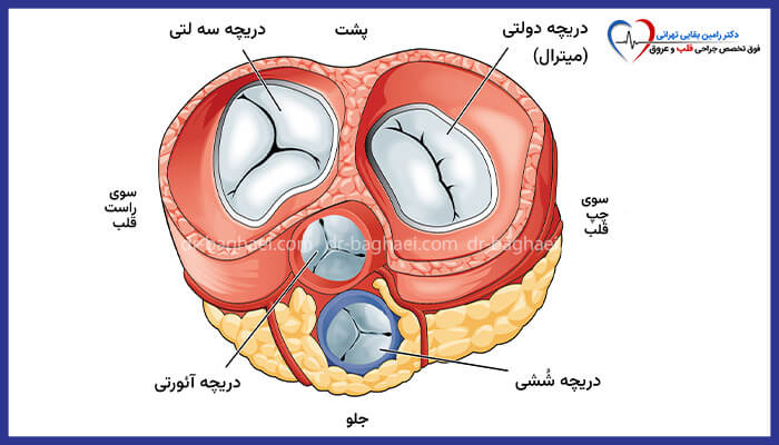 تصویر شماتیک نمای بالا از چهار دریچه قلب انسان را با نام‌های فارسی نشان می‌دهد: دریچه‌های سه‌لتی، میترال، آئورت و ریوی.