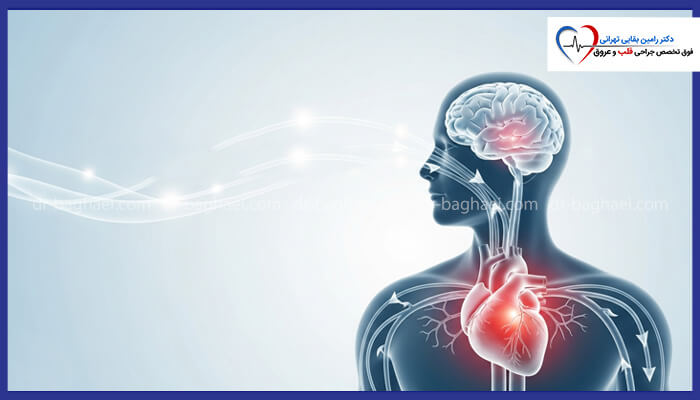 تصویر نیم‌تنه یک انسان با نمایش سیستم گردش خون و ارتباط آن بین قلب و مغز، با تمرکز بر سلامت قلبی-عروقی و عصبی.