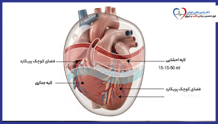 لایههای پریکارد قلب، شامل لایه احشایی و جداری، و حجم طبیعی مایع پریکارد (۱۵ تا ۵۰ میلیلیتر).