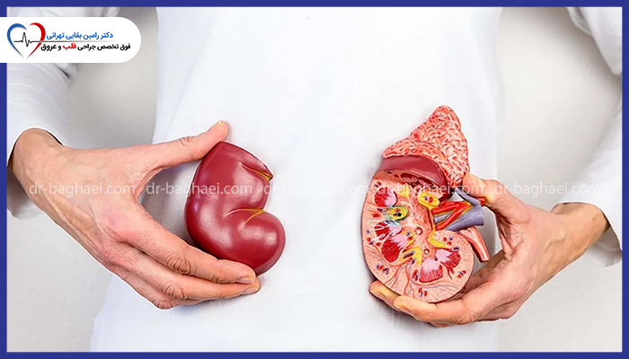 پزشک در حال نگهداشتن مدل آناتومی کلیه سالم و کلیه برش خورده